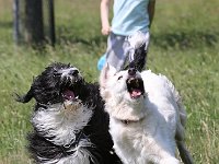 Puppys van Bliss040622-0145